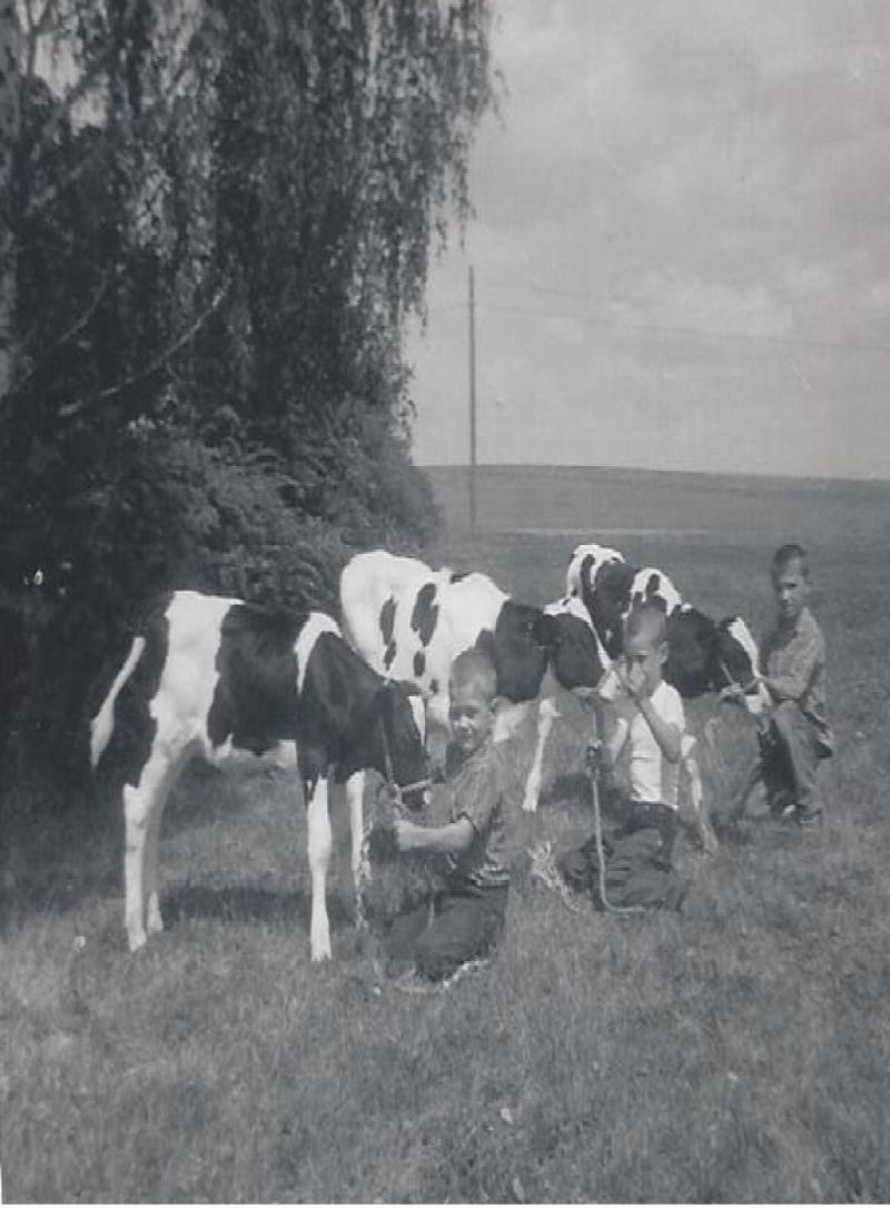 Grimm Boys with Dairy Heifers about 1965
