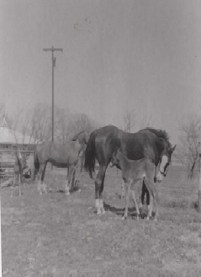 Grimm Horses in 1959